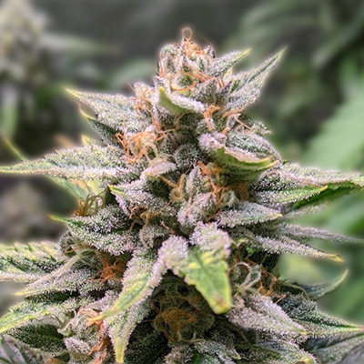 Exploring Marijuana Seeds Louisiana A Comprehensive Guide Exploring Marijuana Seeds Louisiana A Comprehensive Guide
