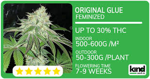 Exploring Marijuana Seeds Louisiana A Comprehensive Guide Exploring Marijuana Seeds Louisiana A Comprehensive Guide
